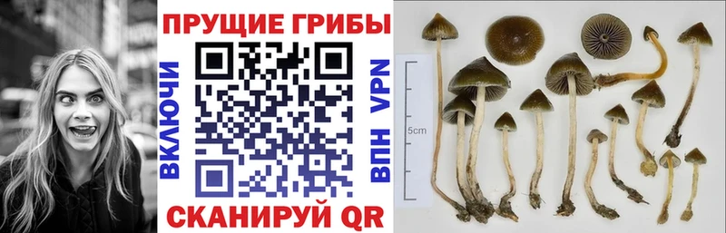 цена наркотик  blacksprut зеркало  Псилоцибиновые грибы ЛСД  Новоаннинский 